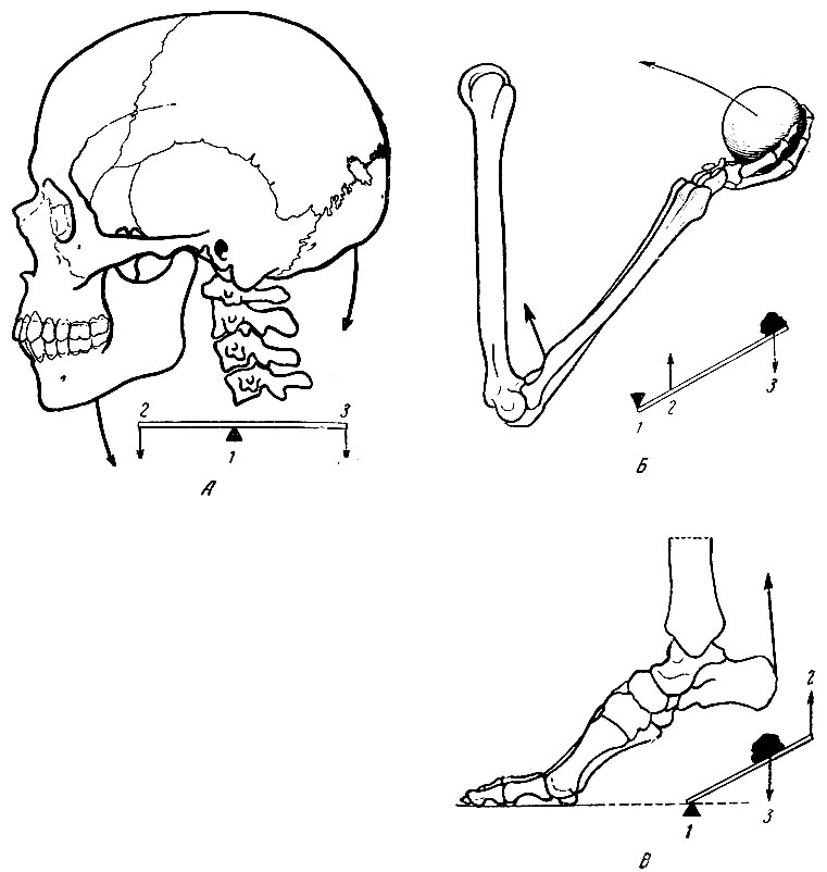 . 117.  -  ;  -  ;  -  ; 1 -  ; 2 -   ; 3 -  