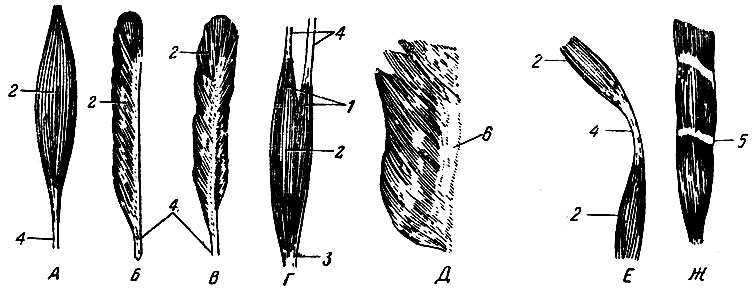 . 118.  .  - ;  - ;  - ;  - ;  - ;  - ;  -    ; 1 - ; 2 - ; 3 - ; 4 - ; 5 -  ; 6 - 