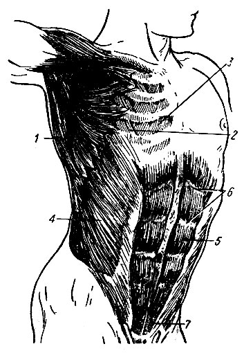 . 133.    . 1 -   ; 2 -   ; 3 -   ; 4 -    ; 5 -   ; 6 -  ; 7 -  