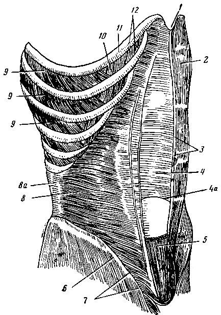 . 138.   ( ). 1 -   ; 2 -    ; 3 -  ; 4 -     ( ); 4 -  ; 5 -     ( ,     ); 6 -     ; 7 -  ; 8 -   ; 8 - - ; 9 -   ; 10  12 -   ; 11 -   VII 