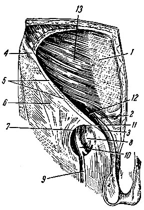 . 142.      (     ). 1 -    ; 2 -   ; 3 -  ; 4 -     ; 5 -  ; 6 -   ; 7 -  ; 8 -  ; 9 -   ; 10 -  ; 11 -    ; 12 - ,  ; 13 -    