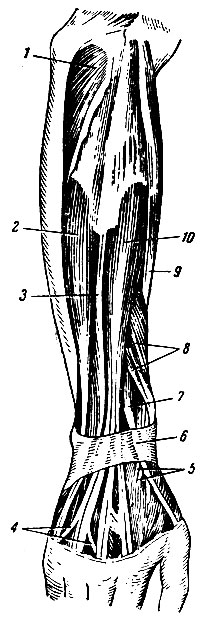 . 151.     . 1 -  ; 2 -   ; 3 -  V ; 4 -     ; 5 -       ; 6 -   ; 7 -   I ; 8 -   I     I  ; 9 -    ; 10 -  