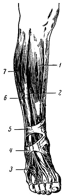 . 161.    (). 1 -   ; 2 -    ; 3 -    ; 4 -    ; 5 -    ; 6 -   ; 7 -   