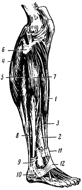 . 162.    (). 1 -   ; 2 -   ; 3 -    ; 4 -  ; 5 -  ; 6 -   ; 7 -   ; 8 -   ; 9 -     ; 10 -     ; 11 -    ; 12 -    