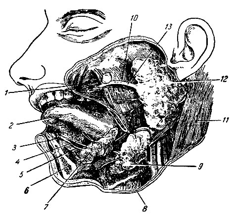 . 174.  . 1 -  ; 2 - ; 3 -       ; 4 -   ; 6 -   ( ); 7 -  ; 8 -  ; 9 -  ; 10 -  ; 11 - -- ; 12 -  ; 13 -   