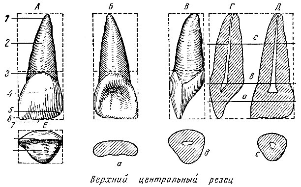 . 177 .   .  -  ;  -  ;  -  ;  -  ;  -  ;  -  . 1 -  ; 2 -  ; 3 -  ; 4 -  ; 5 -  ; 6 -  ; 7 -   ; , b,  -     