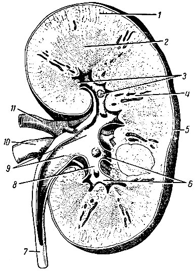 . 210.  (,  ). 1 -  ; 2 -  ; 3 -  ; 4 -  ; 5 -  ; 6 -   ; 7 - ; 8 -   ; 9 -  ; 10 -  ; 11 -  