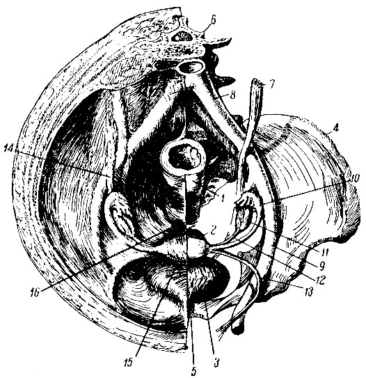 . 215.   ( ). 1 -  ; 2 - ; 3 -  ; 4 -  ; 5 -  ; 6 - IV  ; 7 - ; 8 -    ; 9 -    ; 10 -  ; 11 - ; 12 -   ; 13 -   ; 14 -   ; 15 - - ; 16 - - 