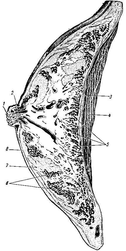 . 217.     ( ). 1 -   ; 2 -  ; 3 -  ; 4 -   ; 5 -   ; 6 -   ; 7 -  ; 8 - 