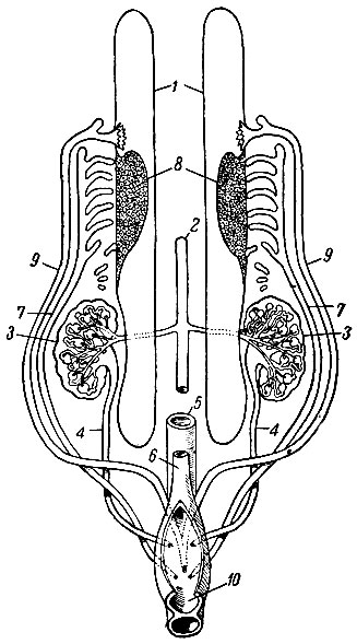 . 218.       (). 1 - ; 2 - ; 3 - ; 4 - ; 5 - ; 6 - ; 7 -  ; 8 -   ; 9 -  ; 10 -  