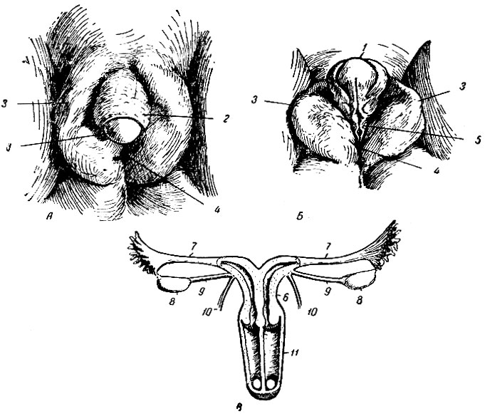 . 219.   .  -   ;  -   ( );  -    (   ,      ,  ). 1 -  ; 2 -   ; 3 -   ; 4 -  ; 5 -   ; 6 -   (     ); 7 -  ; 8 - ; 9 -   ; 10 -   ; 11 -  