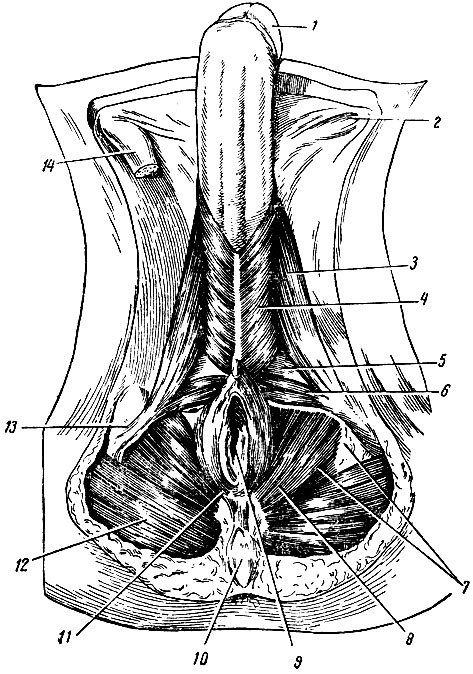 . 221.   . 1 -   ; 2 -    ; 3 - - ; 4 - - ; 5 -  ; 6 -    ; 7 - - ; 8 - ,   ; 9 -  ; 10 - ; 11 -    ; 12 -   ; 13 -  ; 14 -  