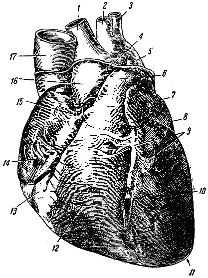 . 227.  (). 1 - - ; 2 -    ; 3 -   ; 4 -     ; 5 -   (  ); 6 -  ; 7 -  ; 8 -  ; 9 -      ; 10 -  ; 11 -  ; 12 -  ; 13 -  ; 14 -  ; 15 -  ; 16 - ; 17 -   