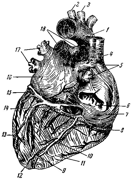 . 228.  (). 1 -  ; 2 -   ; 3 -    ; 4 -   ; 5 -   ; 6 -   ; 7 -  ; 8 -   ; 9 -   ; 10 -    (  ); 11 -  ; 12 -  ; 13 -  ; 14 -  ; 15 -   ; 16 -  ; 17 -   ; 18 -     