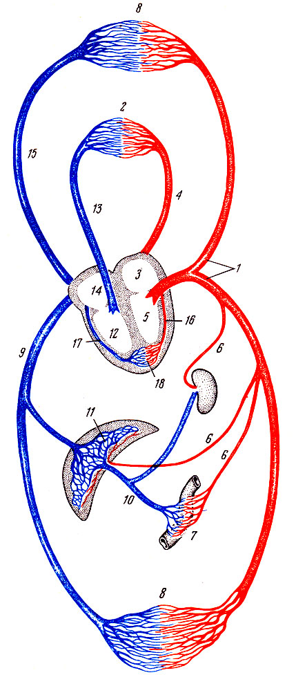 . 232.      (). 1 -    ; 2 -   ; 3 -  ; 4 -  ; 5 -  ; 6 -     ; 7 -      ,      ; 8 -   ; 9 -   ; 10 -  ; 11 -   ,           -  ; 12 -  ; 13 -  ; 14 -  ; 15 -   ; 16 -  ; 17 -  ; 18 -   