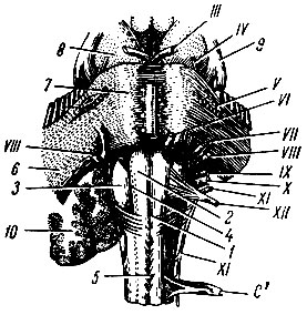 . 254.       . 1 -   ; 2 - ; 3 -  ; 4 -   ; 5 -  ; 6 -   ; 7 -  ; 8 -  ; 9 -  ; 10 - ; III -  ; IV -  ; V -  ; VI -  ; VII -  ; VIII-IX -      - ; X -  ; XI -  ; XII -  ; C1 -    