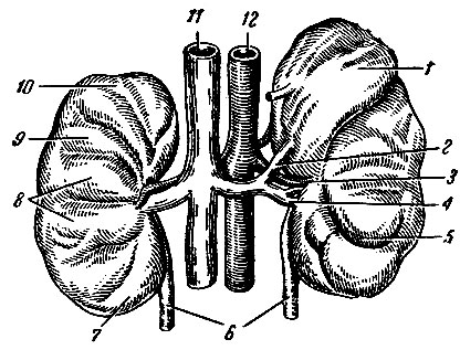 . 271.    . 1 - ; 2 -  ; 3 -  ; 4 -  ; 5  9 -   ; 6 - ; 7 -   ; 8 -  ; 10 -   ; 11 -   ; 12 -  