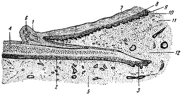 . 274.    . 1 -   ; 2 -    ; 3 -  ; 4 -  ; 5 -  ; 6 -  ; 7 -   ; 8 -   ; 9 -   ; 10 -   ; 11 -   ; 12 -   