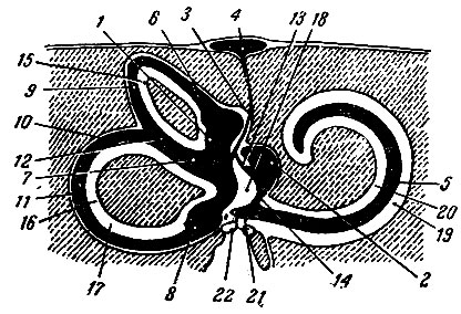 . 284.      (   ,   ). 1 - ; 2 - ; 3 -   ; 4 -   ; 5 -  ; 8 -   ; 6, 9, 10, 11 -   ; 7  12 -      ; 13 - - ; 14 - ,     ; 15-17 -   ; 18 -   ; 19 -  ; 20 -  ; 21 -   ; 22 - 