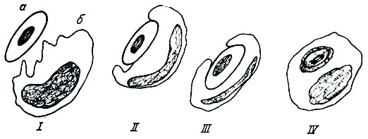 . 3.     ()  (). I - ; II -  (); III - ; IV -  
