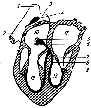 . 8.   . 1 -   ; 2 -   ; 3 -   ; 4 -  ; 5 -  ; 6 - - ; 7  8 -  - . 9 -  ; 10  11 -    : 12  13 -    
