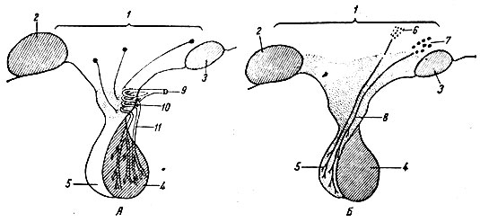 . 43.         (),          (). 1 -  ; 2 -  ; 3 -   ; 4 -   ; 5 -   ; 6 -   ; 7 -  ; 8 - - ; 9 - ; 10 -   ; 11 - -  