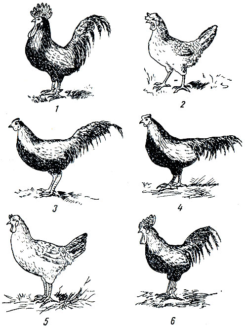 . 50.  . 1 -  ; 2 -  ; 3 -  ; 4 -  ; 5 -  ,    ; 6 -  ,    