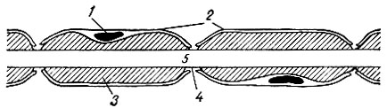 . 57.     (). 1 -   ; 2 -  ; 3 - ; 4 -  ; 5 - 