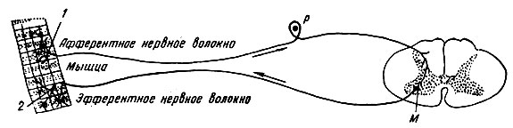 . 71.      . 1 - ; 2 -  ();  -  ;  -   ()