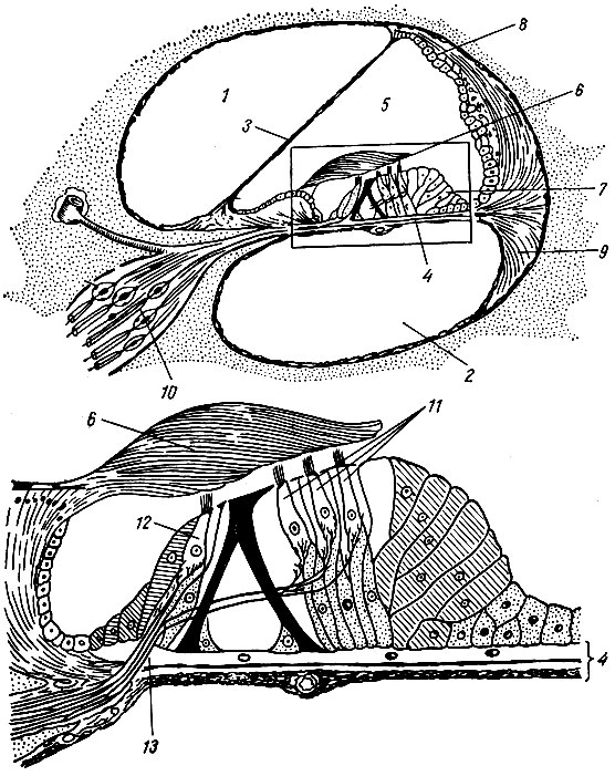 . 95.     ( ). 1 -  ; 2 -  ; 3 -  ; 4 -  ; 5 -   ; 6 -  ; 7 -  ; 8 -  ; 9 -  ; 10 -  ; 11 -   ; 12 -   ; 13 -  ,    