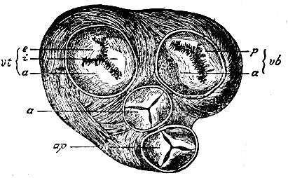 . 5.    (,     ). vb - valvula bicuspidalis (p -  ,  -   ); vt - valvula tricuspidalis (e - , i - ,  -   );  -     ;  -     