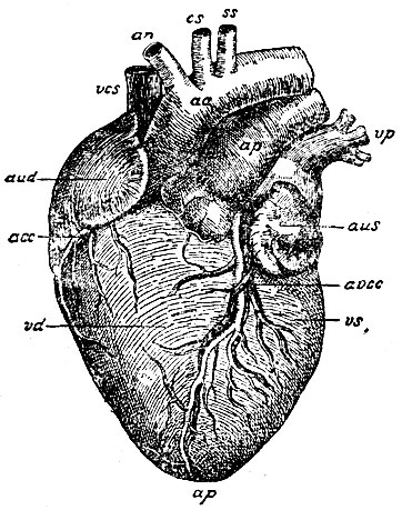 . 3.   . vd -  ; vs -  ;  -  ; aud -   ; aus -   ; aa - ; ap -  ; vcs -   ; vp -  ; an -  ; cs -    ; ss -   ;  -     ,   (    ); avcc -         (    )