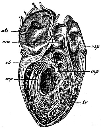 . 6.       (        ;              ). tr - trabeculae carneae  ; mp, mp - musculi papillares; vb - valvula bicuspidalis; vsa - valvulae semilunares aortae; ats -   ; vsp - valvulae semilunares  