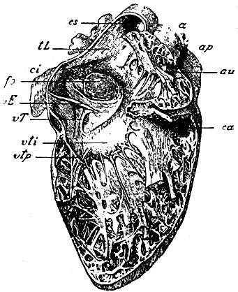 . 8.       (    ). vti -   valvulae tricuspidalis; vtp -    ; ca - conus arteriosus  ;  -  ; fo - fossa ovalis   ; ci -   ; vE - valvula Eustachii; vT - valvula Thebesii; cs -   ; tL - tuberculum Loweri; au -        m. pectinati; a - 