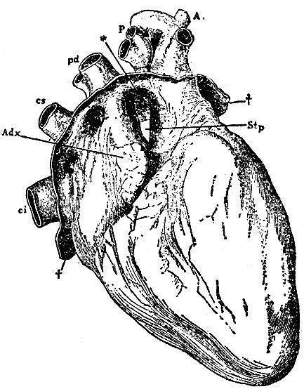 . 9.    ;            . t* -   ; Stp - sinus transversus pericardii, . . ,      ; cs - vena cava superior; ci - v. cava inferior, pd - vv. pulmonales dextrae, p - a. pulmonalis, A - 