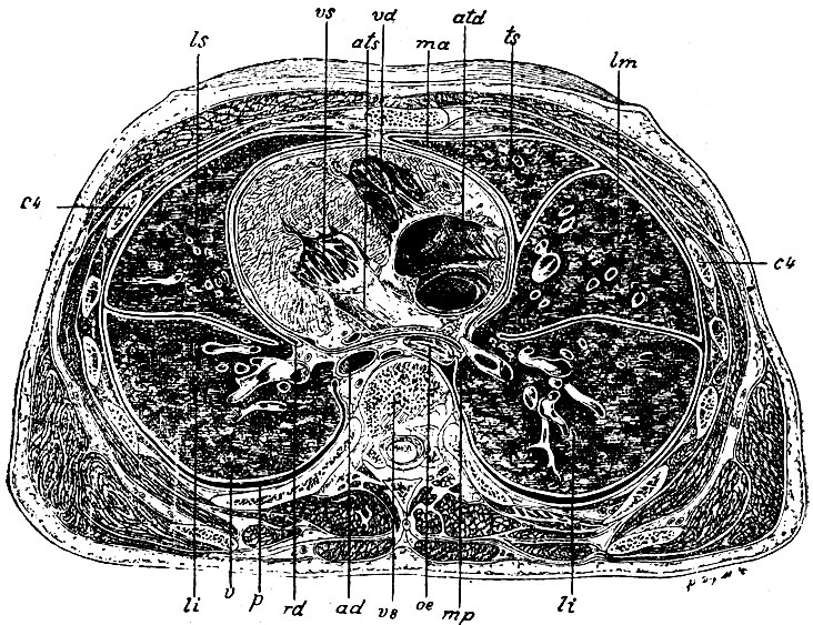 . 10.      VIII  . v8 -   ;, ad -  descendens; oe - ; ls, ts -       (     ); lm -    ; li, li -     (     ); ma -   ,      ; mp -   ; v - pleura pulmonalis; p - pleura costalis; rd -  ; vs -   ; ats -  ; vd -  ; atd -  