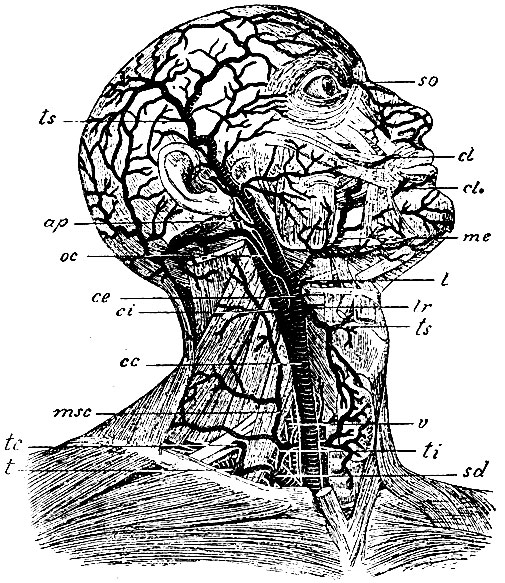 . 15.    . sd - a. subclavia dextra; v - a. vertebraljs (    ); ti - . thyreoidea inferior; t - a. transversa scapulae; tc - a. transversa colli; msc - m. scalenus anticus,    a. cervicalis ascendens; cc - a. carotis communis; ci - a. carotis interna; ce - a. carotis externa; ts - a. thyreoidea superior; lr - a. laryngea, l - a. lingualis; oc - a. occipitalis; ap - a. auricularis posterior; me - a. maxillaris externa;. cl, cl - a. coronariae lab forum; ts - a. temporalis superficialis; so - a. supraorbitalis ( a. carotis interna)