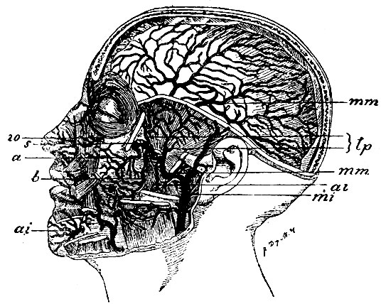 . 16.  a. maxillaris internae. mi - a. maxill. interna; ai, ai - a. alveolaris inferior; mm, mm - a. meningea media, tp - aa. temporales profundae; b - a. buccinatoria; a - a. alveolaris superior; s - a. spheno-palatina; io - a. infraorbitalis