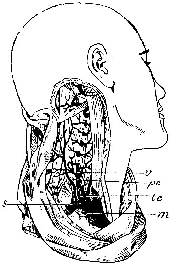. 17.   a. subclaviae. s - a. subclavia dextra; m - a. mammaria; tc - truncus thyreo-cervicalis; v - a. vertebralis; pc - a. profunda colli