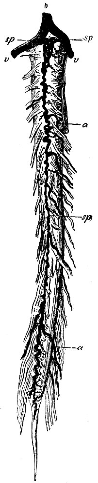 . 18. Tractus arteriosus anterior (s. a. spinalis ant.)  . v, v - aa. vertebrales; b - a. basilaris; sp, sp - aa. spinales; a, a - rami spinales (    )