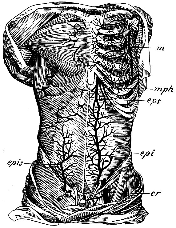 . 19.    . m - a. mammaria interna; mph - a. musculo phrenica; eps - a. epigastriea superior; epi - a. epigastriea inferior; cr - a. cruralis; epis - a. epigastriea inf. superficialis (s. a. snbeutanea Halleri)