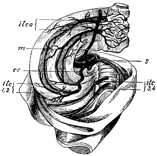 . 20.     . s - a. subclavia dextra; m - a. mammaria interna; itca - aa. intercostales anteriores; cc - truncus costo-cervicalis, itc 1, 2 - aa. intercostales posteriores prima et secunda; itc 3, 4 - aa. intercostales tertia et quarta (  )