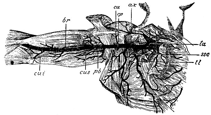 . 21.    . ax - a. axillaris; ta - a. thoracico-acromialis; tl - a. thoracica longa; ssc - a. subscapularis; cp - a. circumflexa humeri posterior; ca - a. circumflexa humeri anterior; br - a. brachialis; pb - a. profunda brachii; cus - a. collateralis ulnaris superior; cui - a. collateralis ulnaris inferior