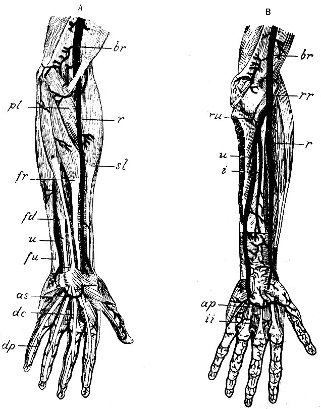 . 22. : br - a. brachialis; r - a. radialis; pl - m. pronator teres; sl - m. supinator longus; fr - m. flexor carpi radialis; u - a. ulnaris; fd - m. flexor digitorum communis sublimis; fu - m. flexor carpi ulnaris; as - arcus volaris sublimis; dc - aa., digitales communes; dp - aa. digitales propriae. B: br - a. brachialis; r - a. radialis; u - a. ulnaris, i - a. interossea anterior; rr - a. recurrens radialis; ru - a. recurrens ulnaris; ap - arcus volaris profundus; ii - aa. inter osseae