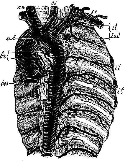 . 23.        . aA -  ; an - a. anonyma; cs - a. carotis comm. sinistra; ss - a. subclavia sinistra; it I  II - aa. intercostales 1-  2-  ,   truncus costo-cervicalis  .; it, it -  aa. intercostales posteriores -   ; br - aa. bronchiales; oes - art. oesophageae