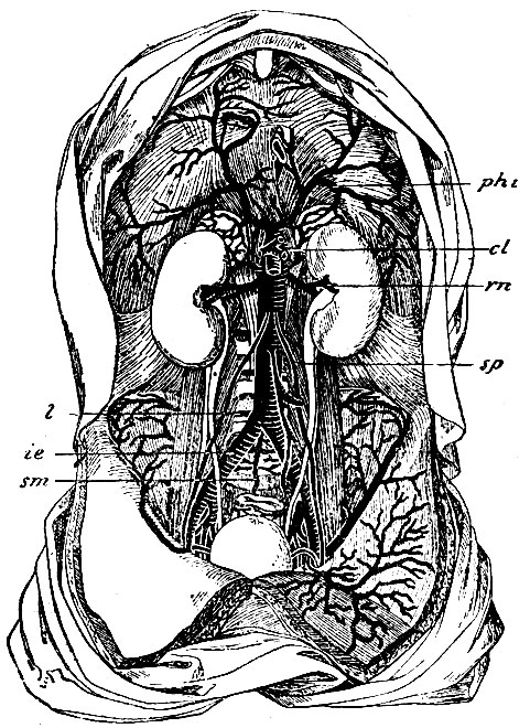 . 24.    . phi - aa. phrenicae inferiores; rn - aa. renales; sp - aa. spermaticae internae; l - aa. lumbales; ie - aa. iliacae externae.    : cl - a. coeliaca (    );     a. mesentericae superioris;  -   a. mesentericae inferioris; sm - a. sacralis media