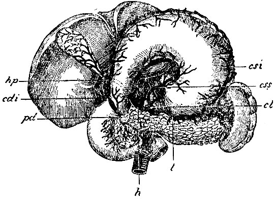 . 25.  a. coeliacae.       . cl - a. coeliaca; cs - a. coronaria ventriculi superior sinistra; l - a. lienalis; csi - a. coronaria ventriculi inferior sinistra; h - a. hepatica; cdi - a. coronaria ventriculi inferior dextra; pd - a. pancreaticoduodenalis; hp - a. hepatica propria