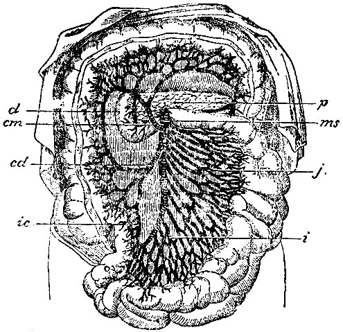. 26. ms - a. mesenterica superior; p - pancreas; d - duodenum; j - aa. jejunales; i - aa. ileae; ic - a. ilio-colica; cd - a. colica dextra; cm - a. colica media