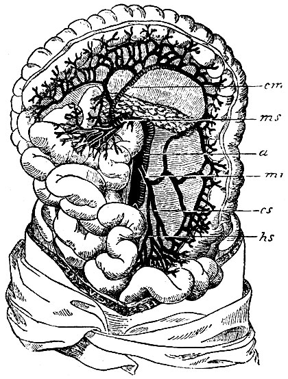 . 27.  -  ; ms - a. mesenterica superior; cm - a. colicamedia; mi - a. mesenterica inferior; cs -    aa. colicae sinistrae (        ); hs - . haemorrhoidalis superior