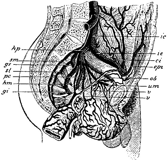 . 28.  . ic - . iliaca communis; ie - . iliaca externa; hp - a. hypogastrica; sm - a. sacralis media; sl - a. sacralis lateralis; gs - a. glutaea superior; gi - a. glutaea inferior; pc - a. pudenda communis; hm - a. haemorrhoidalis media (        ); ob - a. obturatoria; v, v - aa. vesicales; um - a. umbilicalis s. lig. vesico-umbilrcale laterale ; epi - a. epigastrica inferior; ci - a. circumflexa ilium